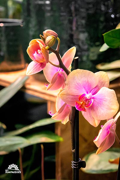 Phalaenopsis Sparks